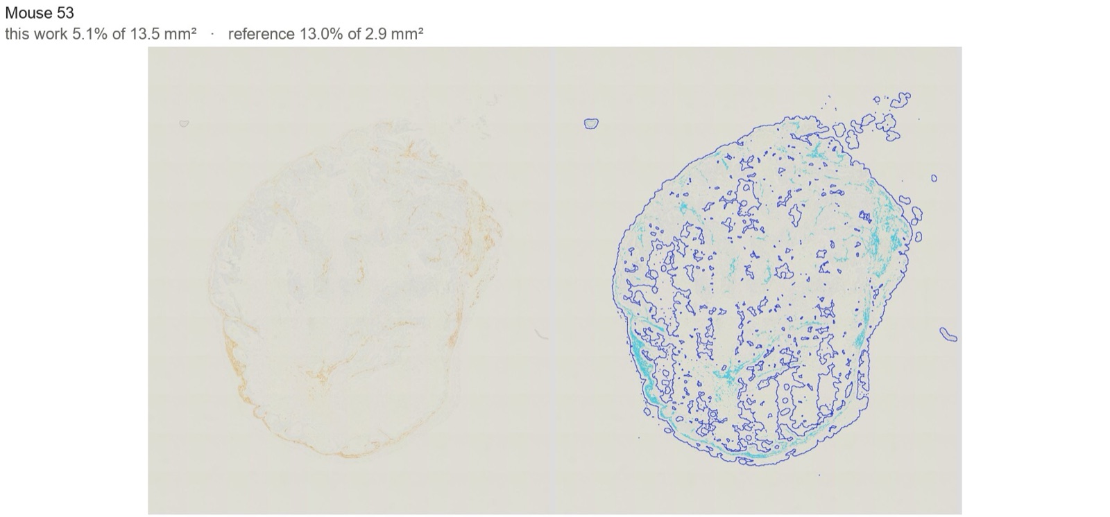 A pale mouse tumour section, and the same section with our tissue outline around all of it.